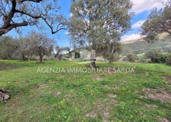 WhatsApp Image 2026-03-25 at 16.15.01 - Terreno agricolo Alghero - foto 13