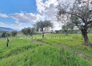 WhatsApp Image 2026-03-25 at 16.19.48 (5) - Terreno agricolo Alghero - foto 18