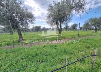 WhatsApp Image 2026-03-25 at 16.19.48 (6) - Terreno agricolo Alghero - foto 19
