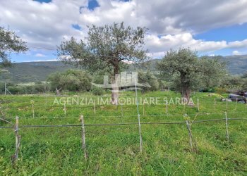 WhatsApp Image 2026-03-25 at 16.19.48 (7) - Terreno agricolo Alghero - foto 20