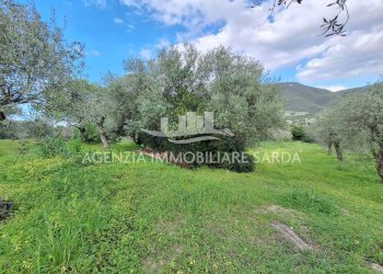 WhatsApp Image 2026-03-25 at 16.19.49 - Terreno agricolo Alghero - foto 21