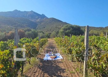 Villa Olbia - foto 1