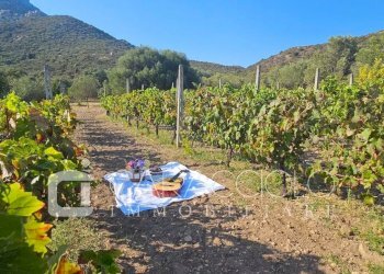 Villa Olbia - foto 4