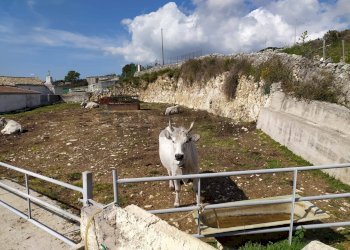 Non correlato - Rustic Strada Vicinale di Cala Rossa
 
snc, Manfredonia - photo 8