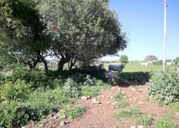 Giardino - Rustico Contrada Cardita
 
SNC, Ragusa - foto 14