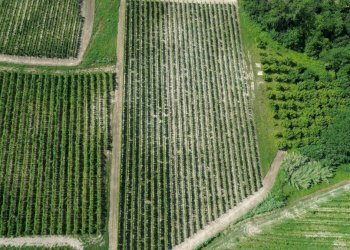 Terreno - Rustico Località San Sebastiano, 28, Monforte d'Alba - foto 15