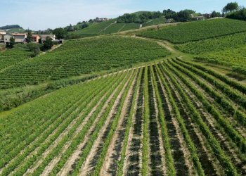 Terreno - Rustico Località San Sebastiano, 28, Monforte d'Alba - foto 18
