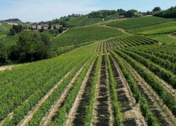 Terreno - Rustico Località San Sebastiano, 28, Monforte d'Alba - foto 19