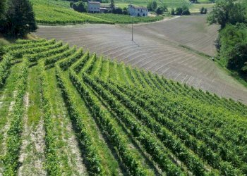 Terreno - Rustico Località San Sebastiano, 28, Monforte d'Alba - foto 20