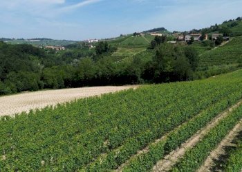 Terreno - Rustico Località San Sebastiano, 28, Monforte d'Alba - foto 21
