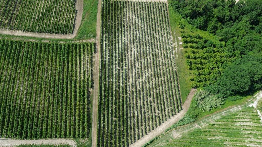 Terreno - Agricultural land Località San Sebastiano, 28, Monforte d'Alba - photo 2