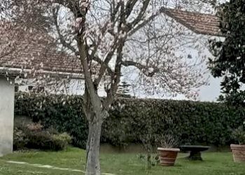 Terreno - Rustico via Manzoni, 5, Frascarolo - foto 31