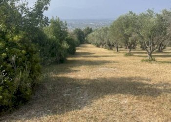 Terreno - Terreno agricolo via Difesa Monti, Albanella - foto 30