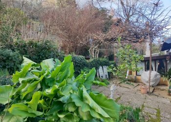 Giardino - Independent house viale Bernardo Gaggini, Camogli - photo 27