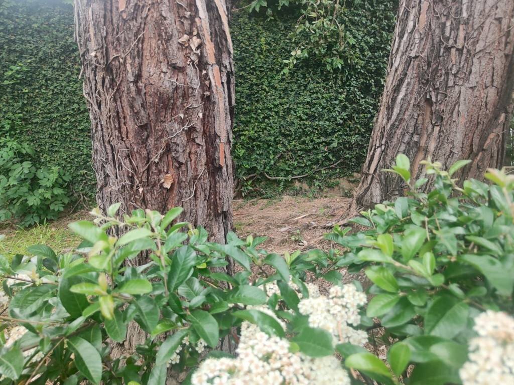 Giardino - Appartamento via Albaro, Genova (zona Albaro) - foto 3