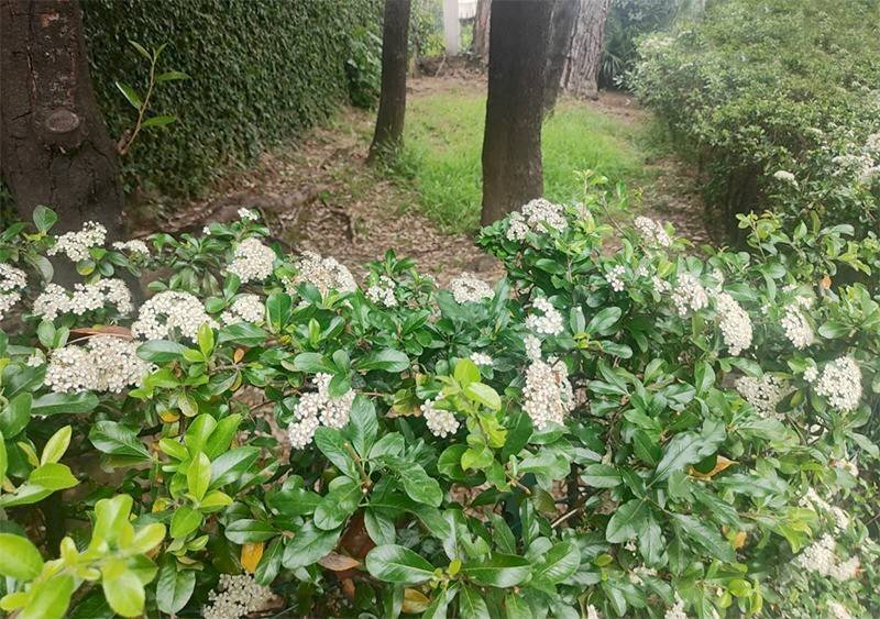 Terreno - Apartment via Albaro, Genova (neighborhood Albaro) - photo 2
