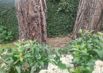 Giardino - Appartamento via Albaro, Genova (zona Albaro) - foto 3