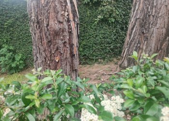 Giardino - Appartamento via Albaro, Genova (zona Albaro) - foto 18