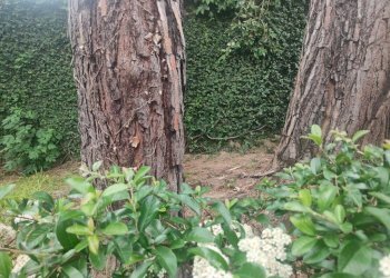 Giardino - Appartamento via Albaro, Genova (zona Albaro) - foto 21