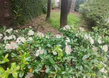 Terreno - Appartamento via Albaro, Genova (zona Albaro) - foto 2