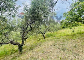 Giardino - Terreno agricolo Contrada Castelnuovo
 
1, Recanati - foto 19