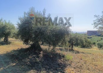 Giardino - Terreno edificabile Via Siracusa
 
s.n.c., Motta Sant'Anastasia - foto 5