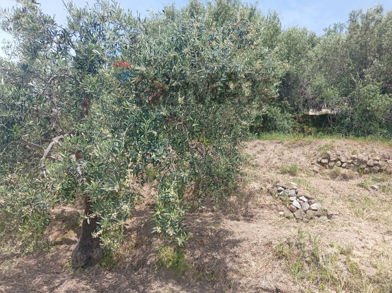 Giardino - Terreno agricolo POSTOLEONE
 
3, Graniti - foto 1