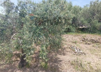 Giardino - Terreno agricolo POSTOLEONE
3, Graniti - foto 1