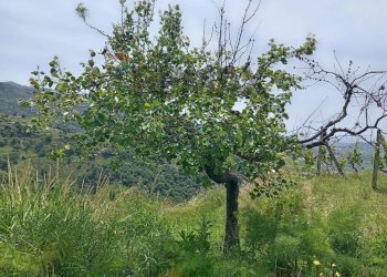 Giardino - Terreno agricolo POSTOLEONE
3, Graniti - foto 4