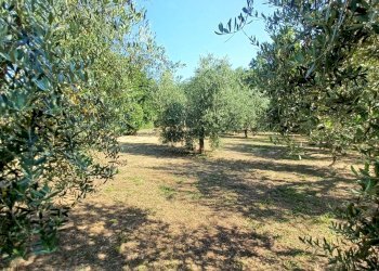 Foto 5 - Casa indipendente via Cavatelle
 
5, Castro dei Volsci - foto 5
