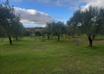 Giardino - Terreno agricolo str. nuova formazione
snc, Dolianova - foto 12
