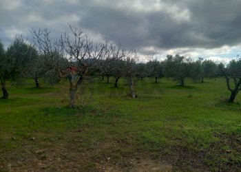 Giardino - Terreno agricolo str. nuova formazione
snc, Dolianova - foto 26