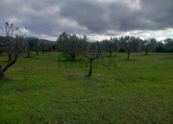 Giardino - Terreno agricolo str. nuova formazione
snc, Dolianova - foto 28