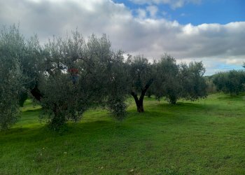 Giardino - Terreno agricolo str. nuova formazione
snc, Dolianova - foto 31