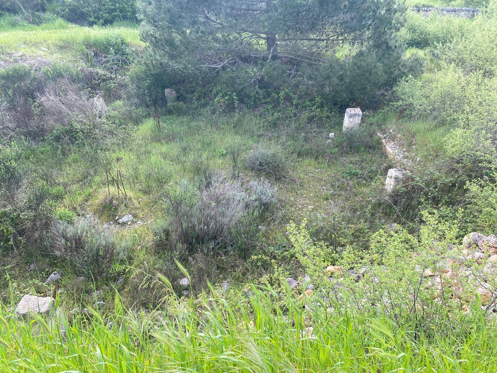 Foto 2 - Terreno agricolo Strada Porcile Palesi
snc, Martina Franca - foto 2