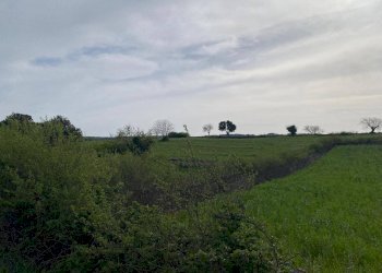 Foto 3 - Terreno agricolo Strada Porcile Palesi
snc, Martina Franca - foto 3