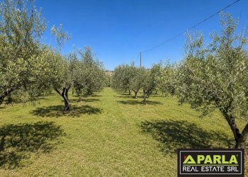 Azienda agricola Caltanissetta, Caltanissetta - foto 28