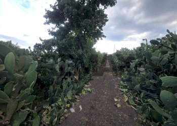Giardino - Terreno agricolo Contrada Pracchio Seccagno
sn, Belpasso - foto 4