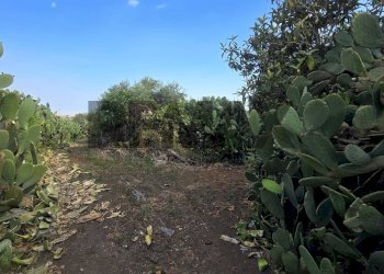 Giardino - Terreno agricolo Contrada Pracchio Seccagno
sn, Belpasso - foto 5