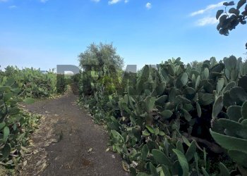 Giardino - Terreno agricolo Contrada Pracchio Seccagno
sn, Belpasso - foto 6