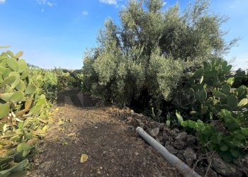 Giardino - Terreno agricolo Contrada Pracchio Seccagno
sn, Belpasso - foto 7