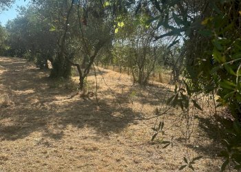 Giardino - Villa VIA GROTTE DI QUATTRO MIGLIA
 
13, Velletri - photo 5