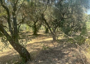 Giardino - Villa VIA GROTTE DI QUATTRO MIGLIA
 
13, Velletri - photo 18
