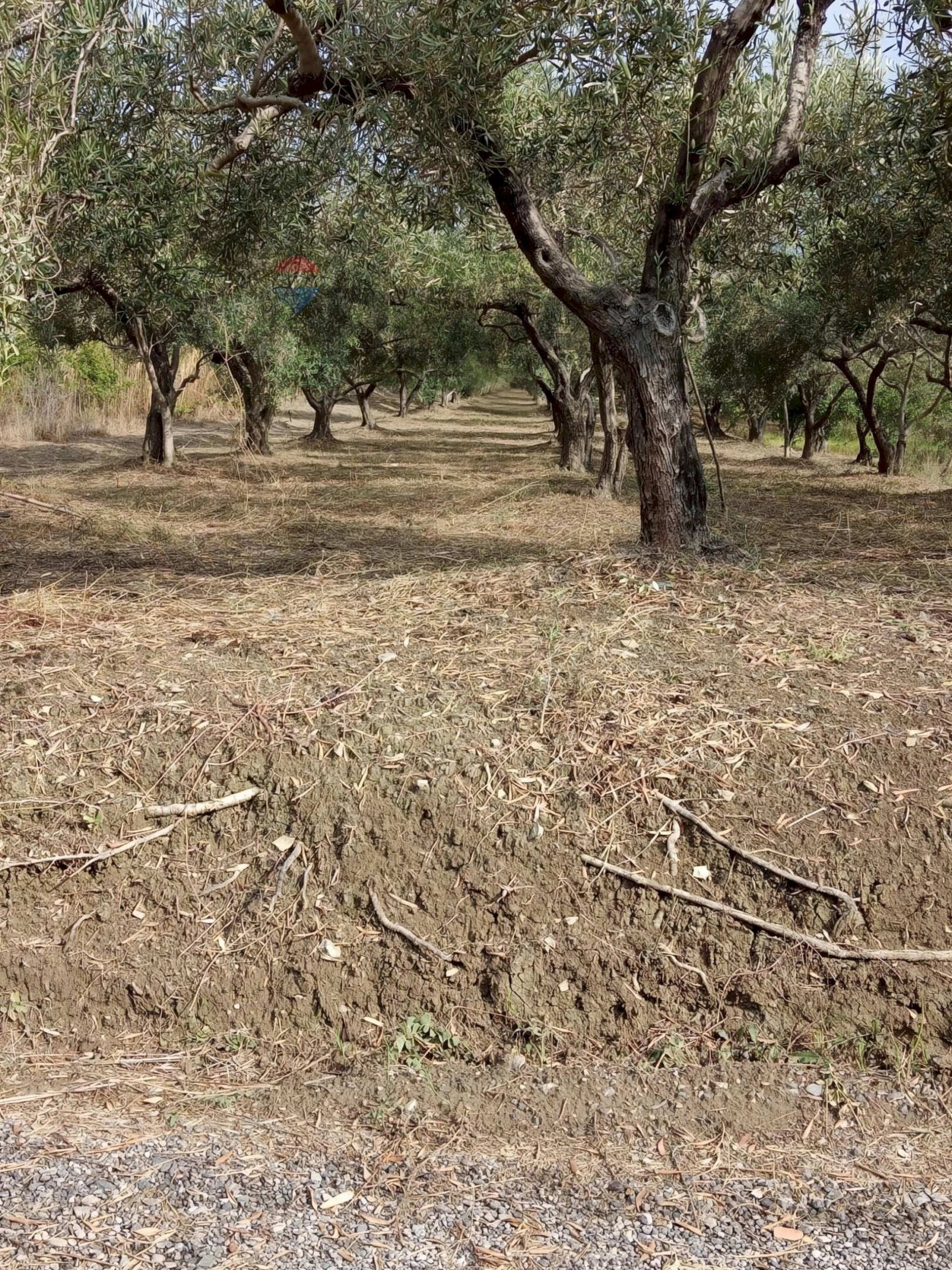 Giardino - Agricultural land via delle ginestre
snc, Barcellona Pozzo di Gotto - photo 2