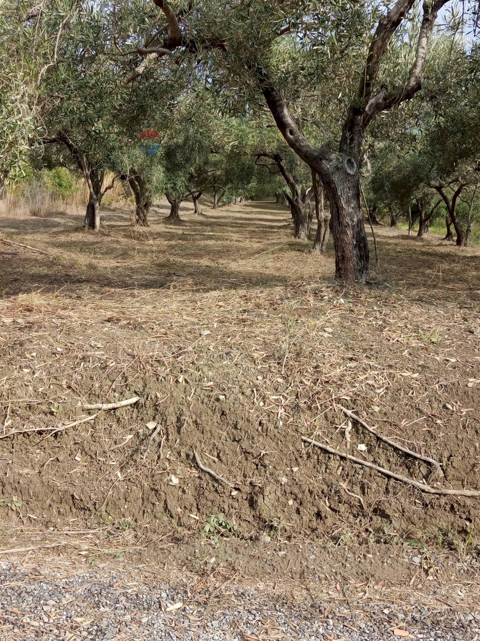 Giardino - Agricultural land via delle ginestre
snc, Barcellona Pozzo di Gotto - photo 3