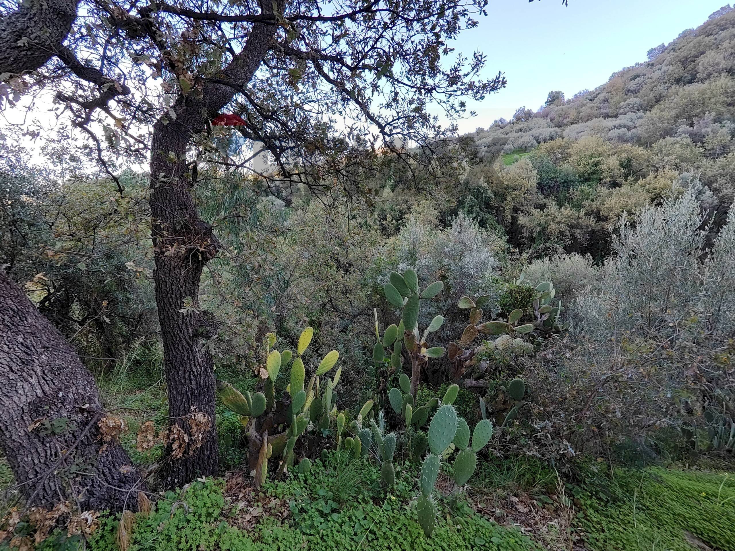 Vista delle montagne - Terreno agricolo Via femminamorta
 
snc, Barcellona Pozzo di Gotto - foto 2