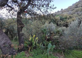 Vista delle montagne - Terreno agricolo Via femminamorta
 
snc, Barcellona Pozzo di Gotto - foto 2