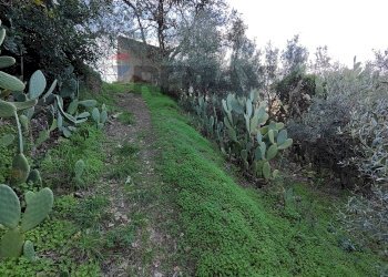 Giardino - Terreno agricolo Via femminamorta
 
snc, Barcellona Pozzo di Gotto - foto 4
