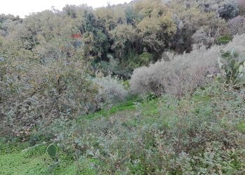 Non correlato - Terreno agricolo Via femminamorta
 
snc, Barcellona Pozzo di Gotto - foto 6
