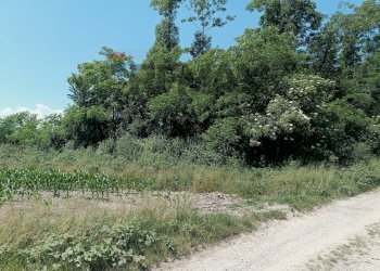 Giardino - Terreno agricolo Str. di Campagnola
15, Frossasco - foto 6